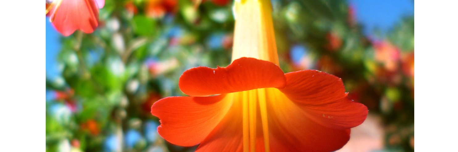 floraweb's profile banner image