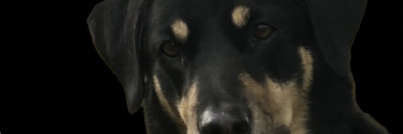 THEEZWIGS's profile banner image