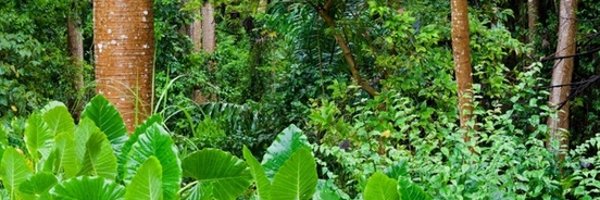 AvigreenSn Profile Banner