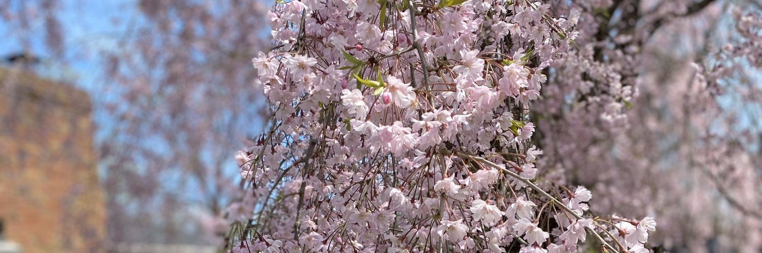 wildflowerlex's profile banner image