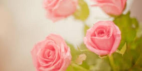 Jessica_neth's profile banner image
