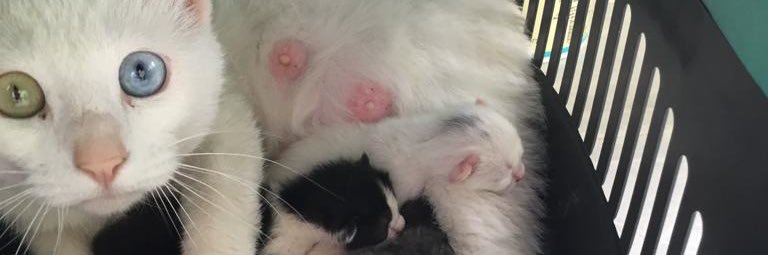 Recep Akyürek banner