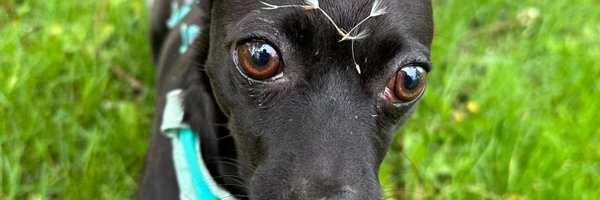 LaCarolinx Profile Banner