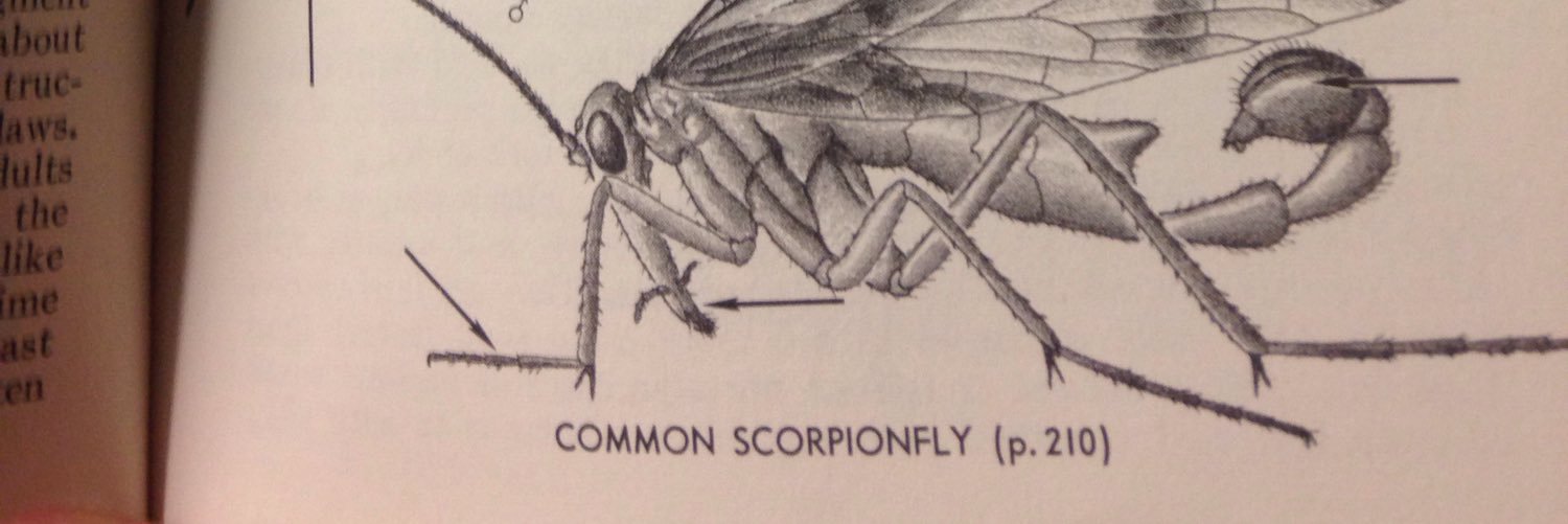 the_mecoptera's profile banner image