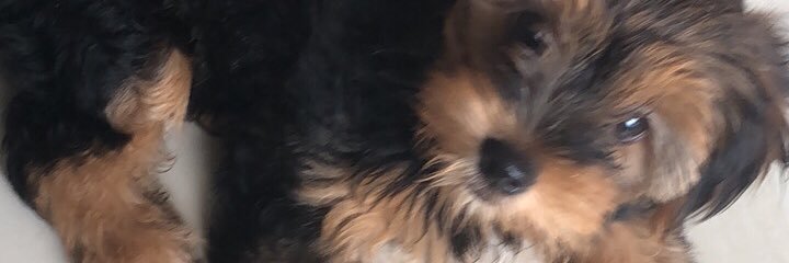 DuduDeLucaa's profile banner image