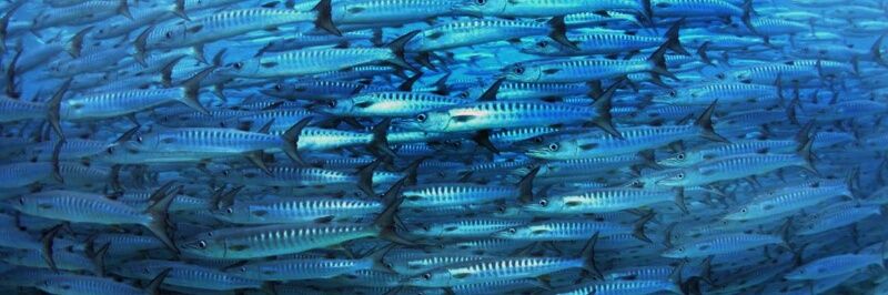 🐟 banner