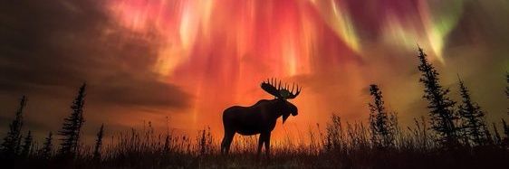 Lisa Tee 🇨🇦 banner