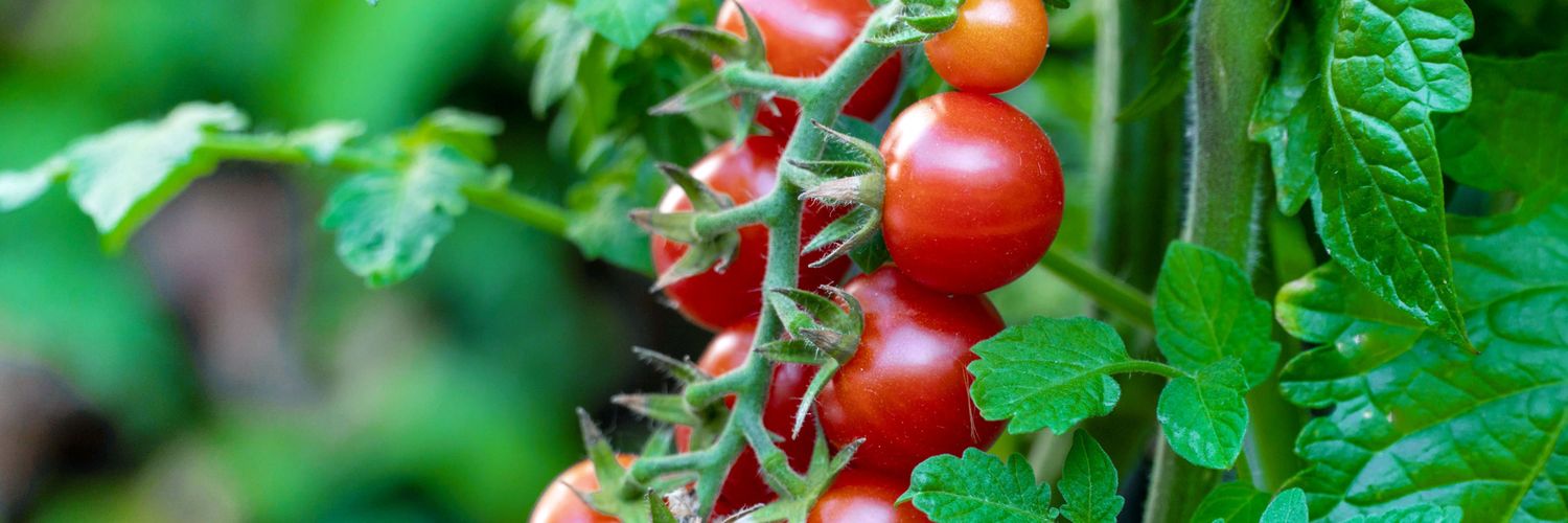 Tomatoes are healthy banner