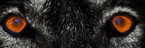 eli2lit Profile Banner