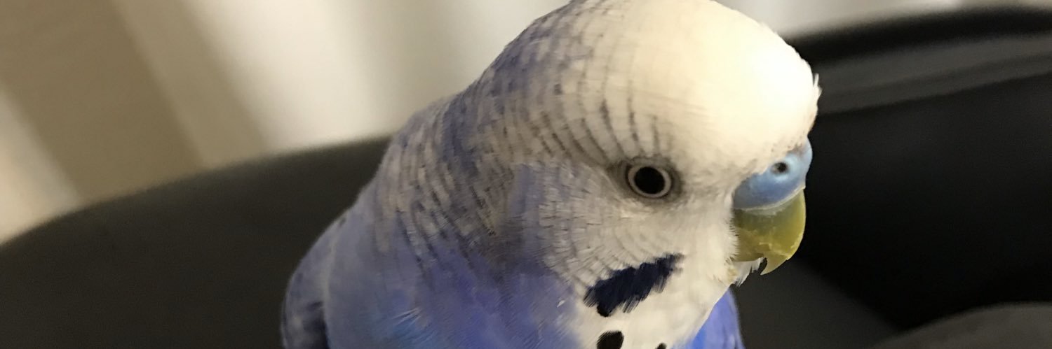 smallhand_ray's profile banner image