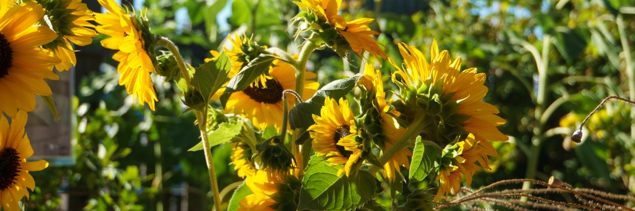 Environmental Center banner