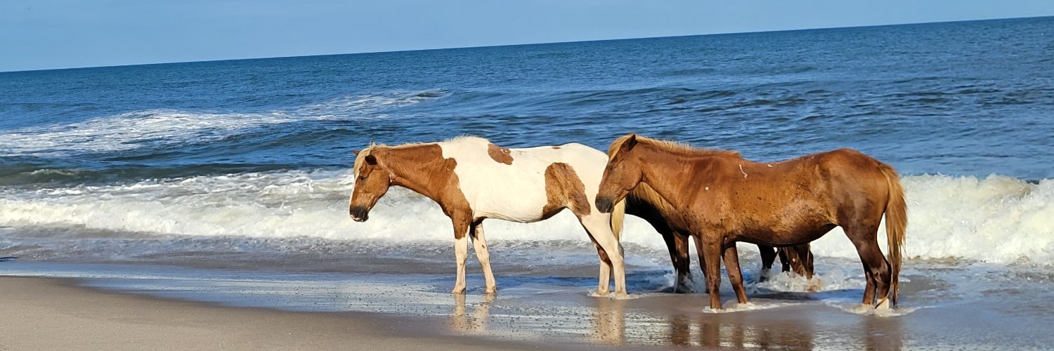 Mary Stachyra Lopez banner