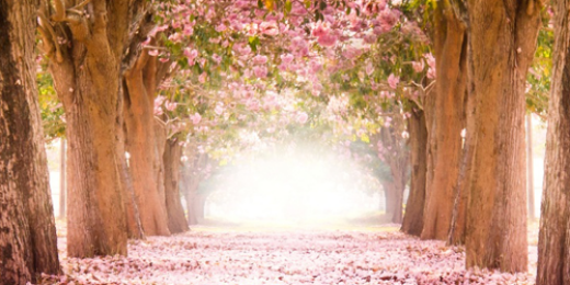 _Segul_'s profile banner image