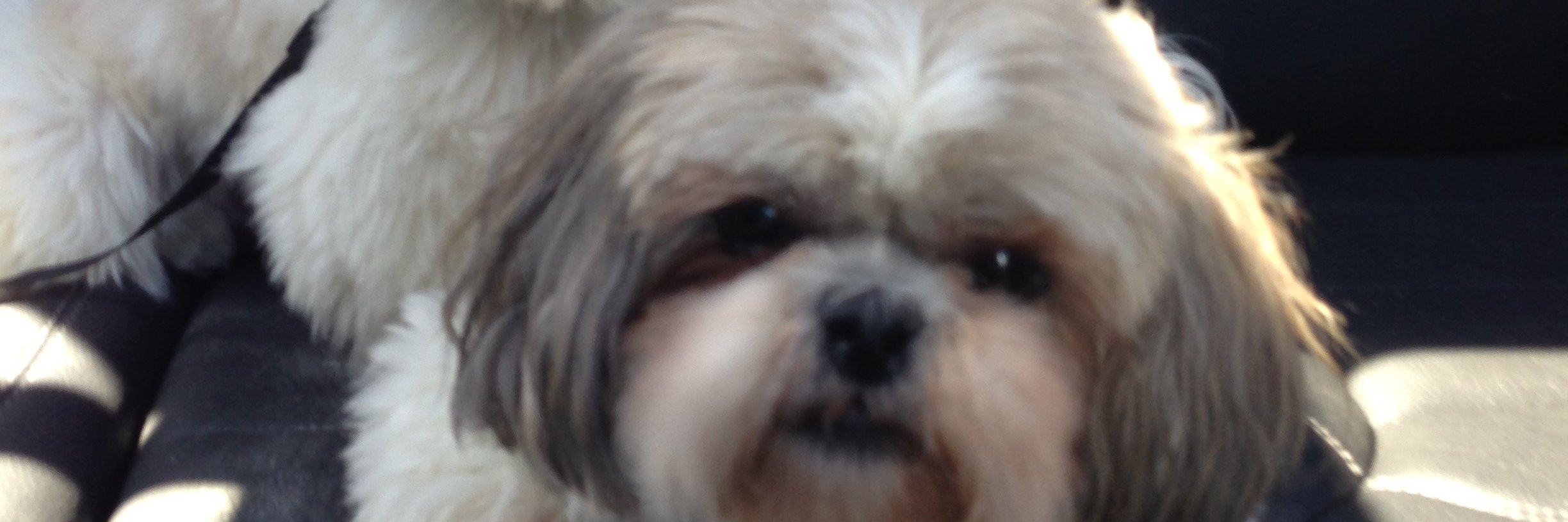 Michelle Montalbano banner