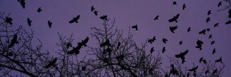 ameeᵕ̈ 🐦‍⬛ banner