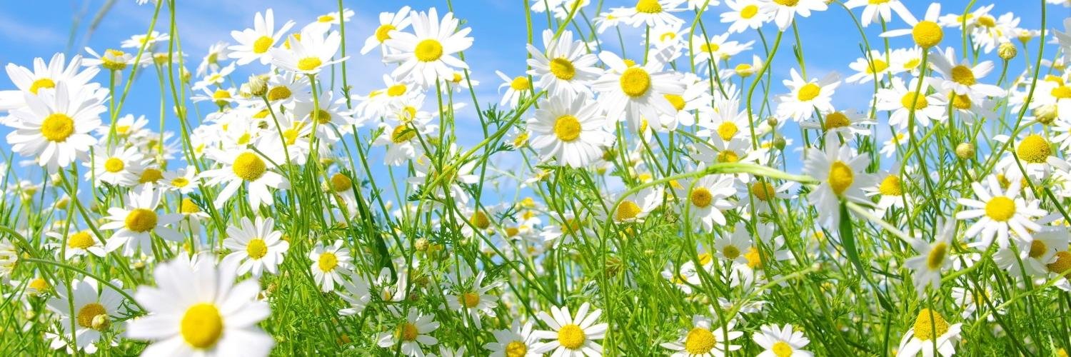 LittleDaisys's profile banner image
