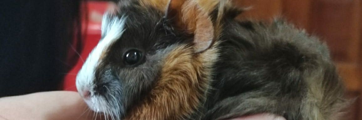 Scarlet, Lic. en Cobayos y Hamsters banner