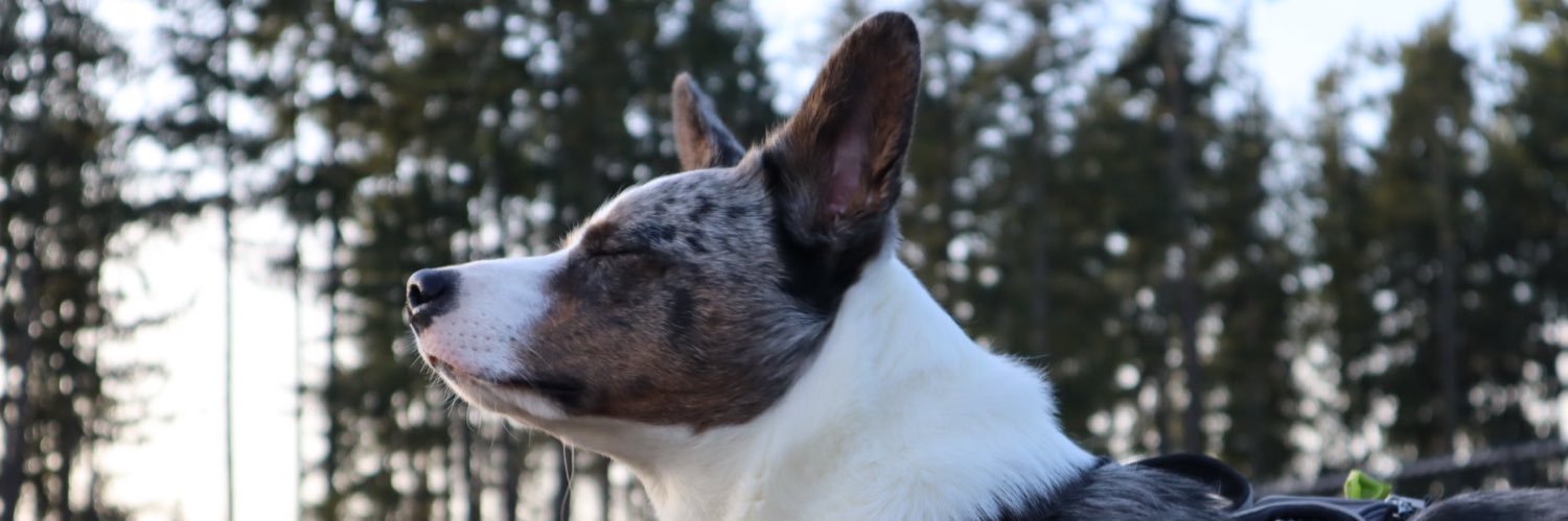 Qumaden's profile banner image