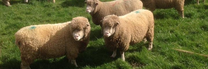 WantisdenHallFarms banner