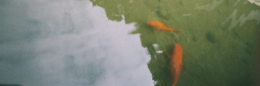 mushshsh8's profile banner image