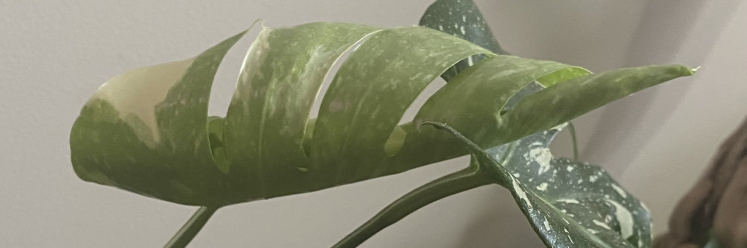 iamstevewhyte's profile banner image