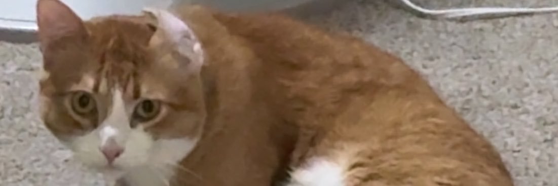 Saw_ool_'s profile banner image