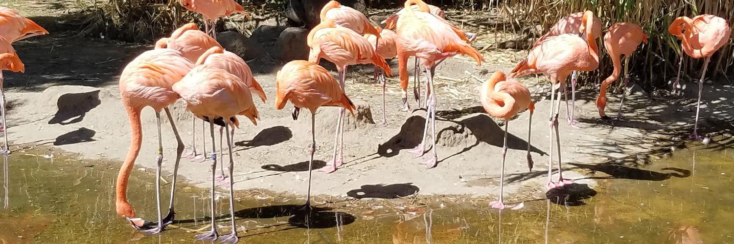 Alex J. COMBEST banner