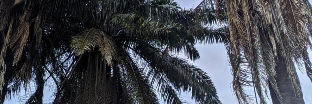 Mariana__Marin's profile banner image