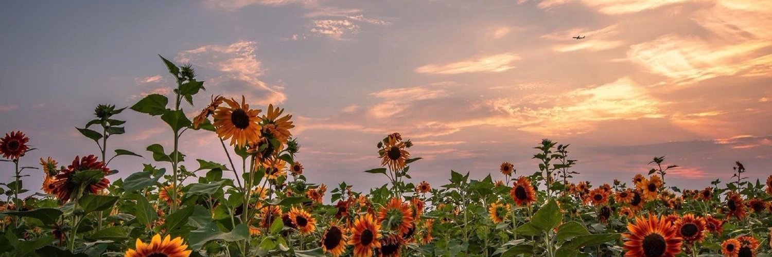 aiesha_ch's profile banner image