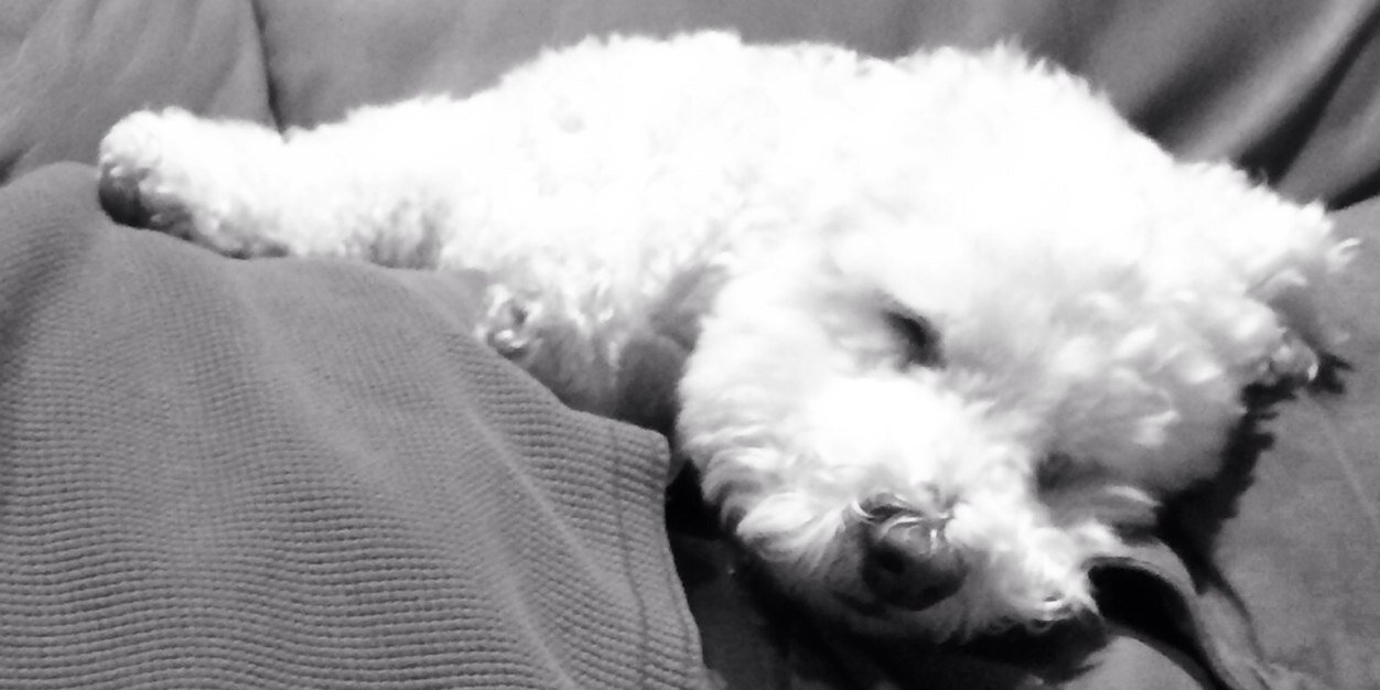 stephanie jensen banner