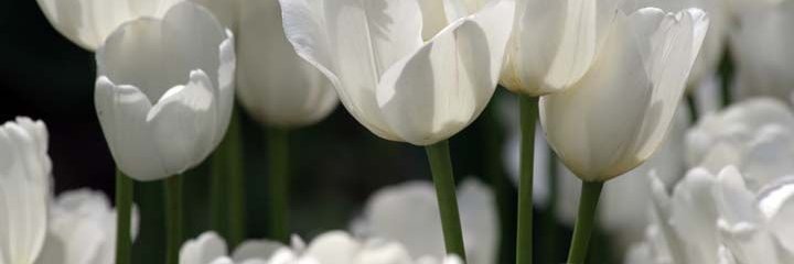 𝖲𝖢𝖧𝖠𝖳𝖹𝖤. banner