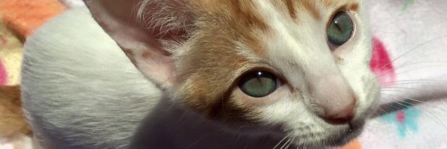 hellenfilella's profile banner image