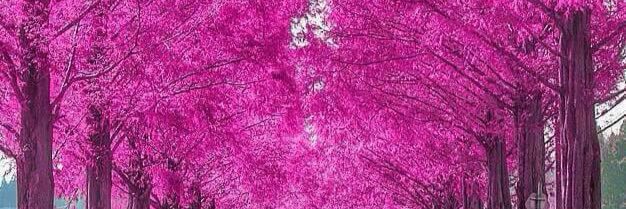 ขนมเปียกปูนใบเตย banner