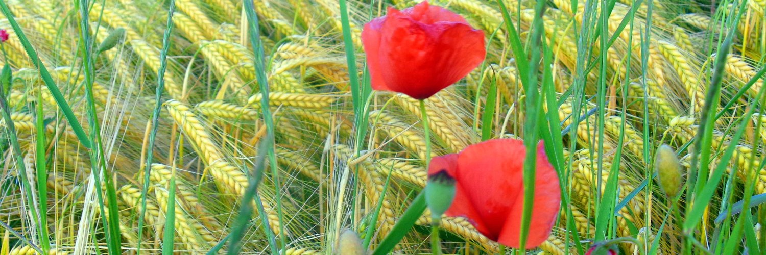 mipff's profile banner image