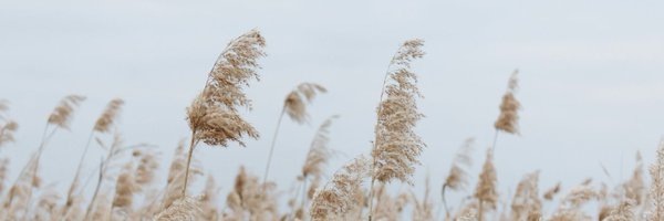 Saltbar Profile Banner