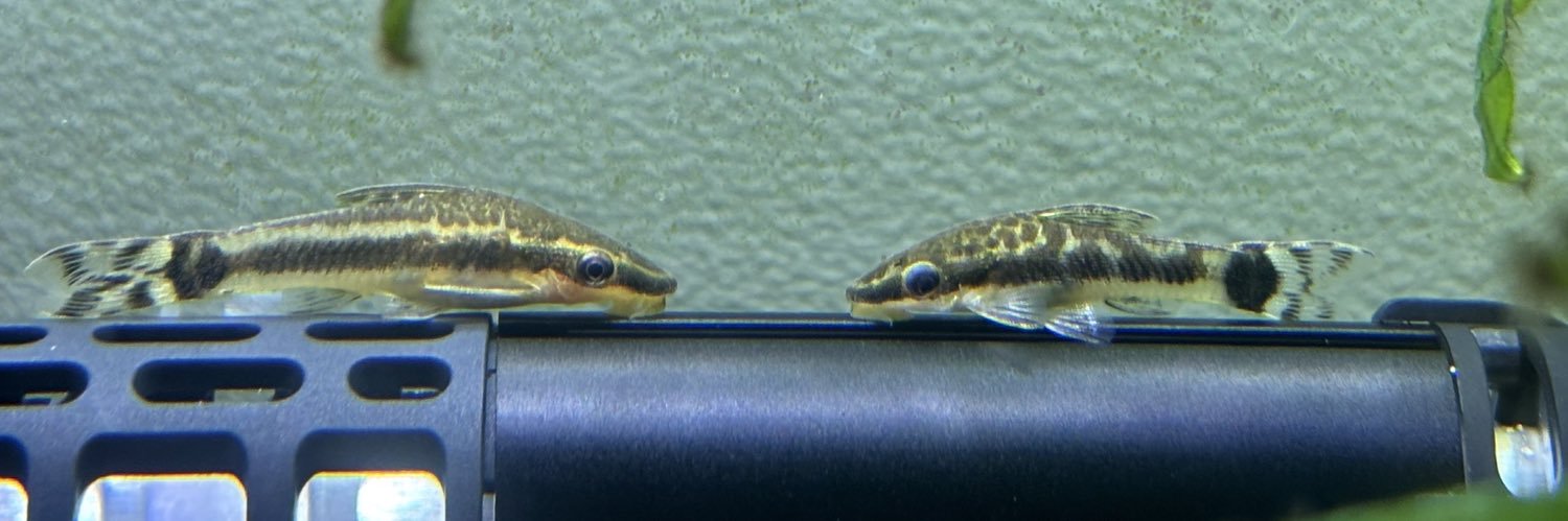 choo（練馬伯爵）🦐 banner