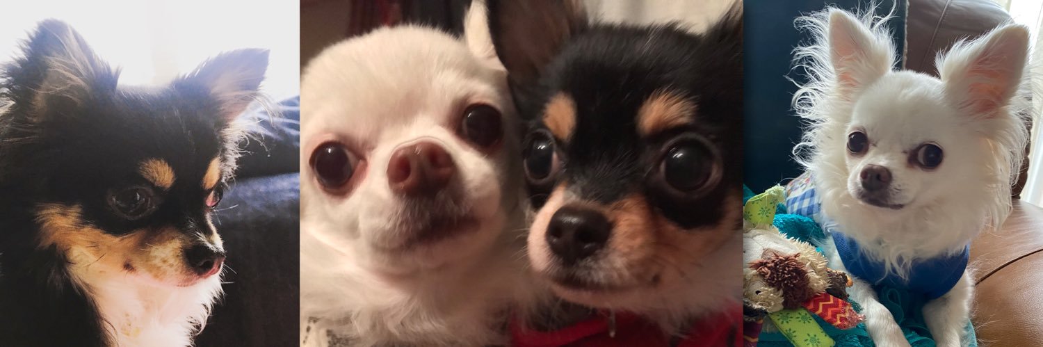 🌰みっく🌰 banner