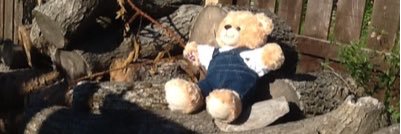 bailey_bearFP's profile banner image