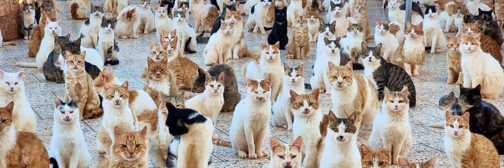 Ernesto’s Sanctuary for Syrian Cats's banner