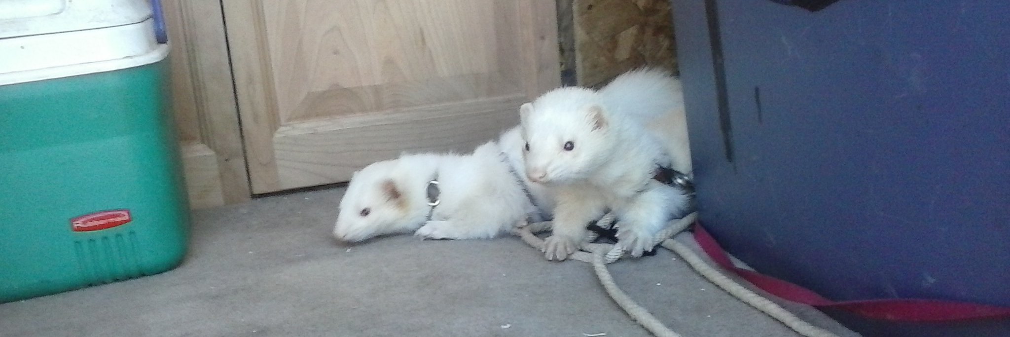 informedferret's profile banner image