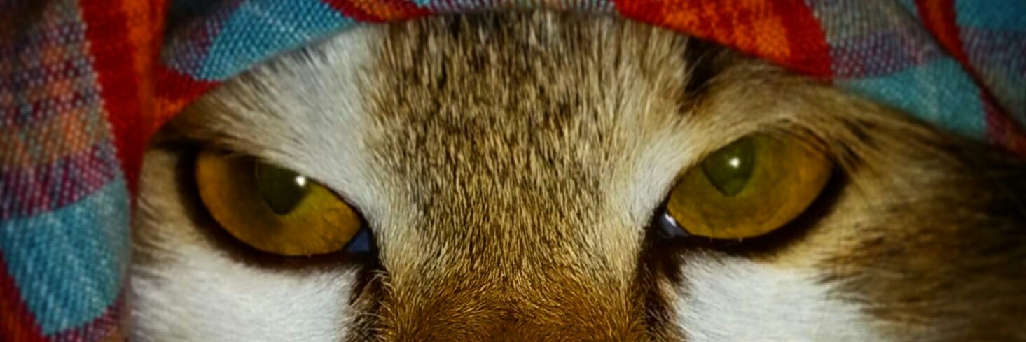 diiinnna's profile banner image
