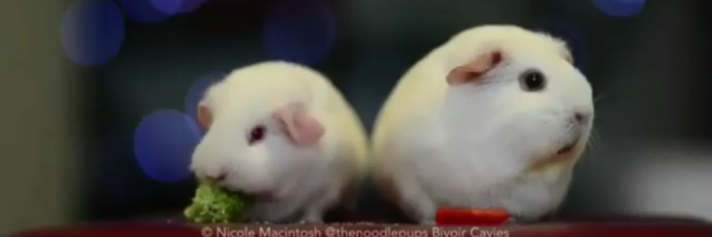 smotheredman's profile banner image