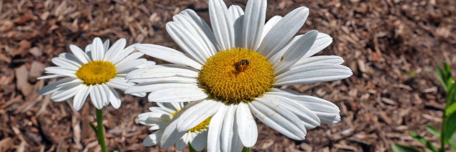 St. Charles Parks and Recreation banner