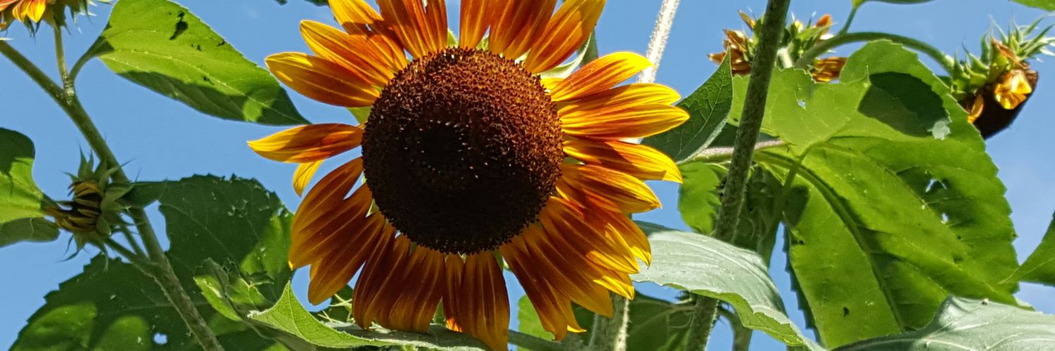 J-No has a herd mentality. banner