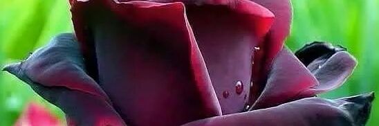 Flor #AmS 👫 #1AS 💜 banner