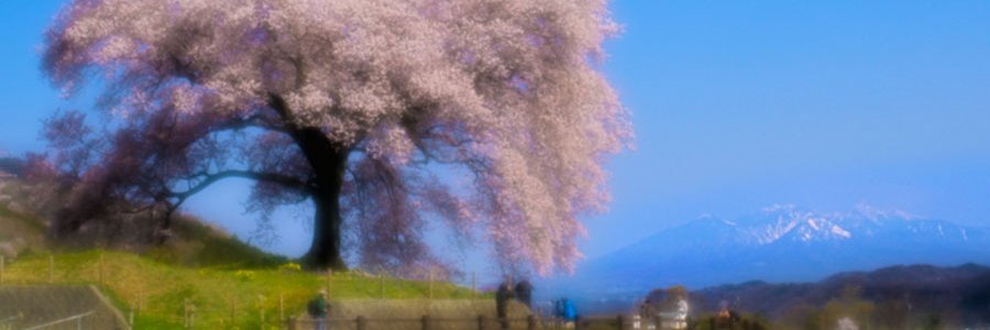 bori_chan's profile banner image