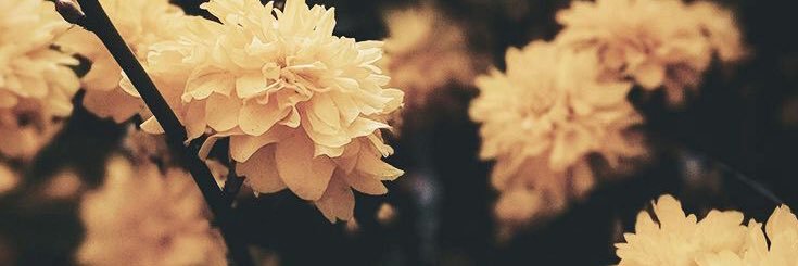 jessicaspa's profile banner image