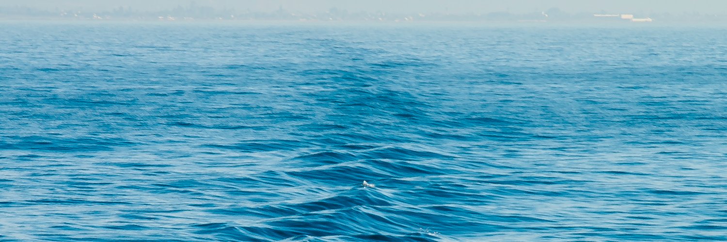 Corvina REX Avramar banner