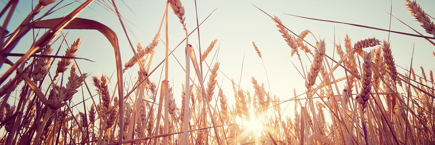 Drago Bergholt banner