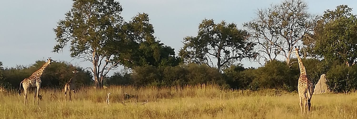 TobWuttke's profile banner image